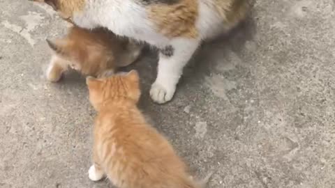 Protect baby cats