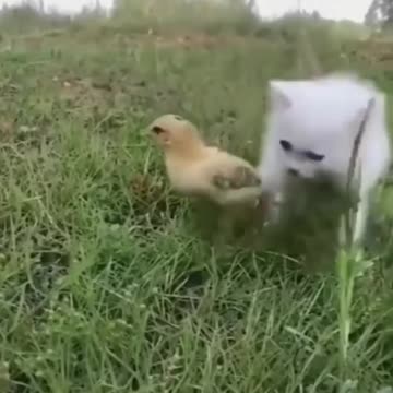 Kitten and little chicken