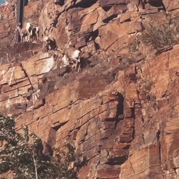 Mob of Bighorn Sheep Scale Mountain