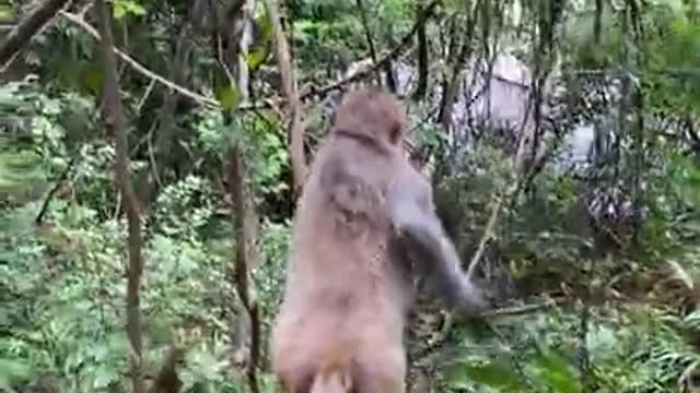 Cute Monkey China & Funny Love monkey| Animals Love