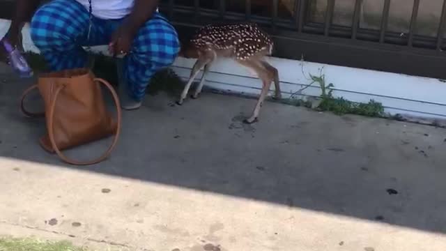 Bambi in the Hood