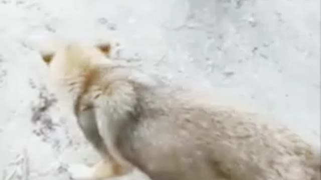 Chicken VS Dog Fight - Funny Dog Fight Videos