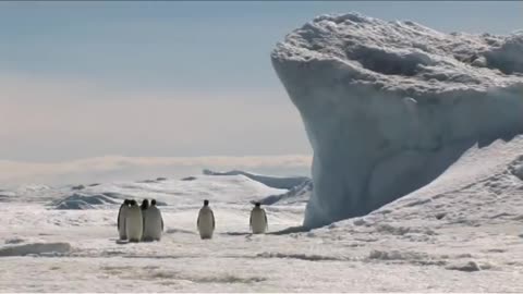 Emperor Penguins