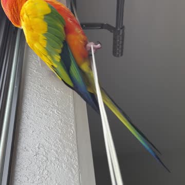 Parrot practicing his acrobatics