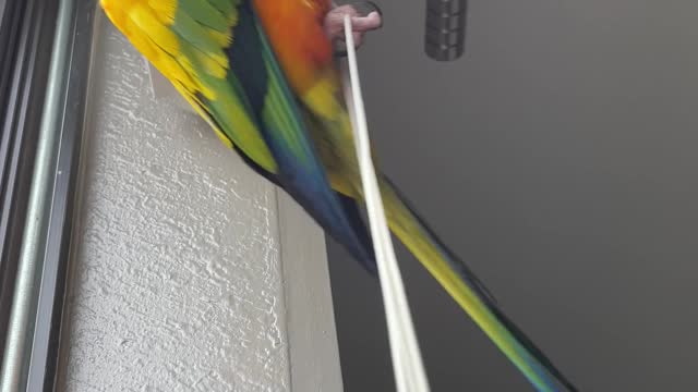 Parrot practicing his acrobatics