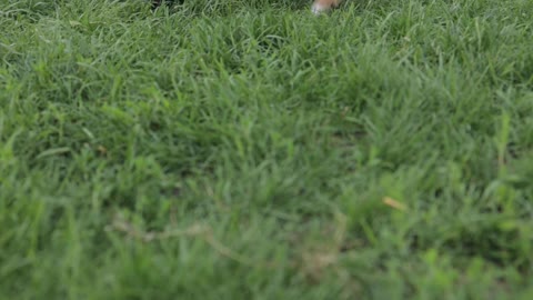 cute puppy's playing with each other on the grass