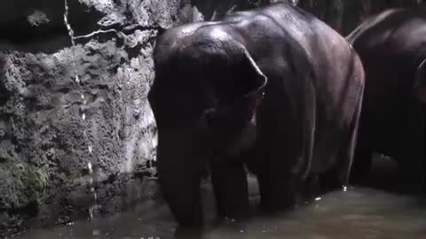 Rumble / elephant - elephant enjoy in water