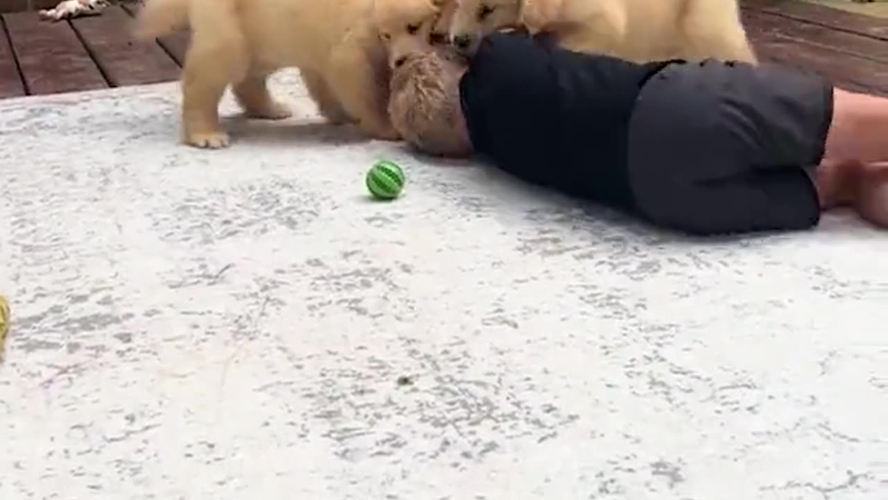 LITTLE PUPPIES PLAYING WITH A CHILD / FUNNY ANIMALS