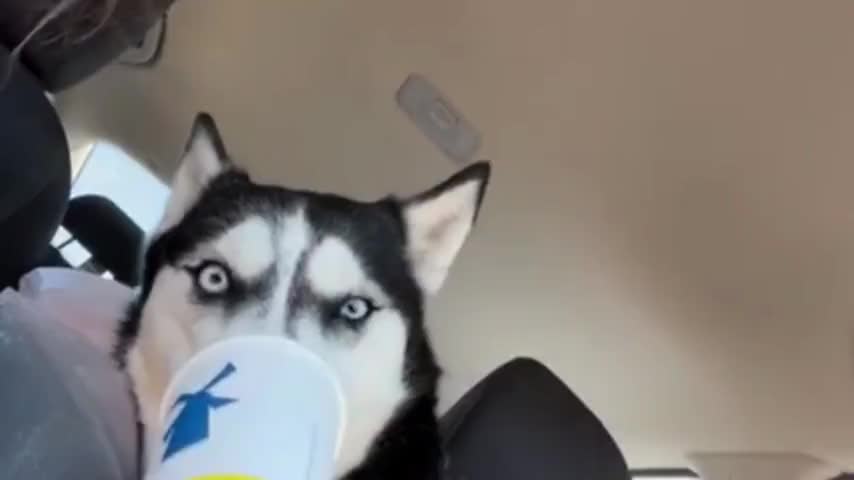 Silly husky really enjoys his pupuccino