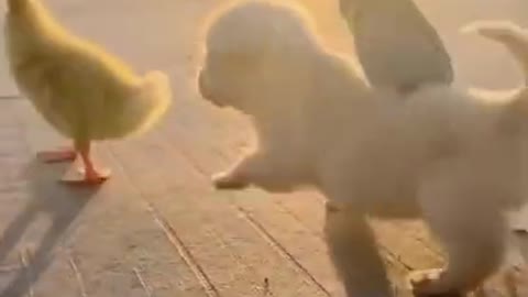 Cute and Funny Dog Videos Compilation