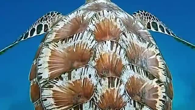 The turtle is like a work of art.