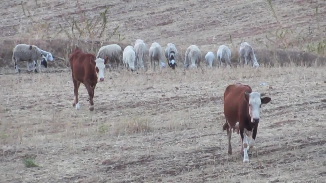 cows wild life