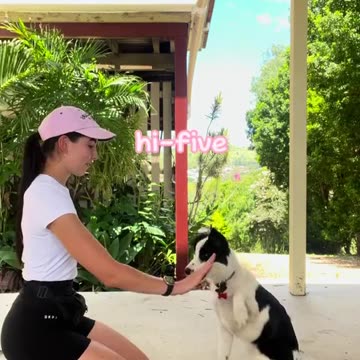 The best dogs video-0....~~!!