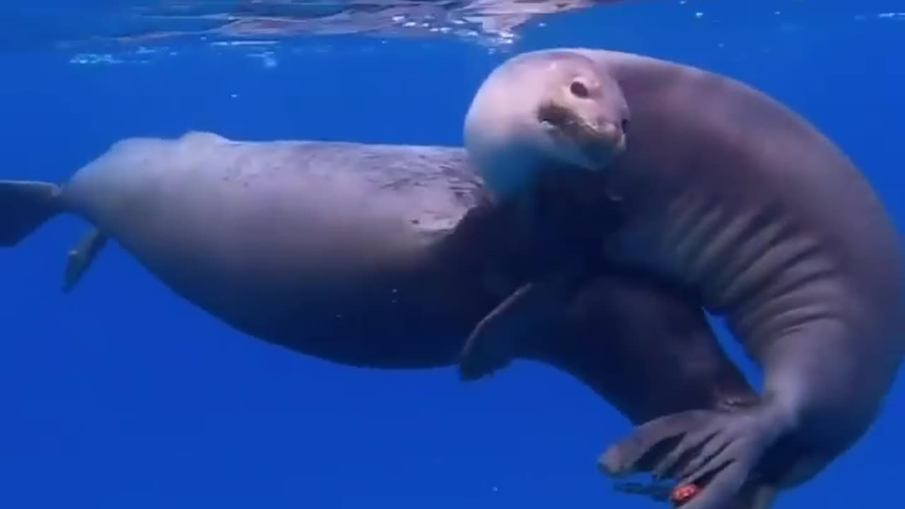 wildlife