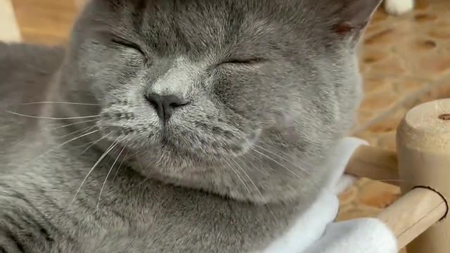 Your Lovely Cat 😻 Make you feel Happy