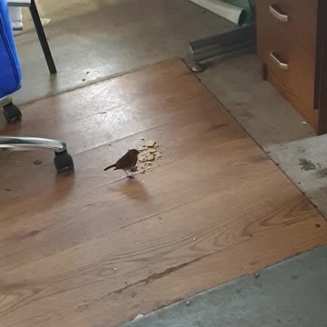 Little friend popped into office too see me