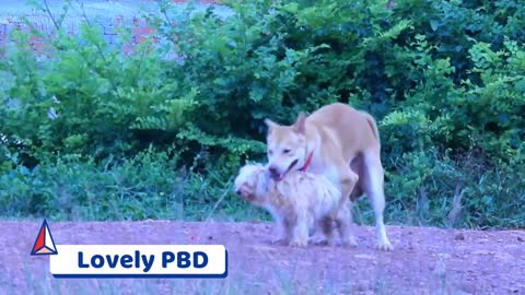 Streetdog!!! Labrador Retriever Meeting Small Female Dog Look Very Satisfied....