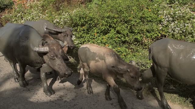 Mudd Covers Herd Of Cows on Way To Home