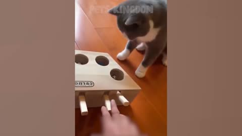 Cute, Best Funny Cat Videos 2021