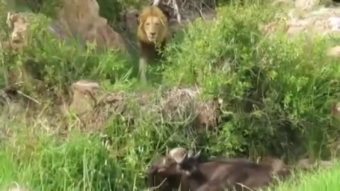 Best Moment Of Top Animal War 2020 Discover Wild Animals