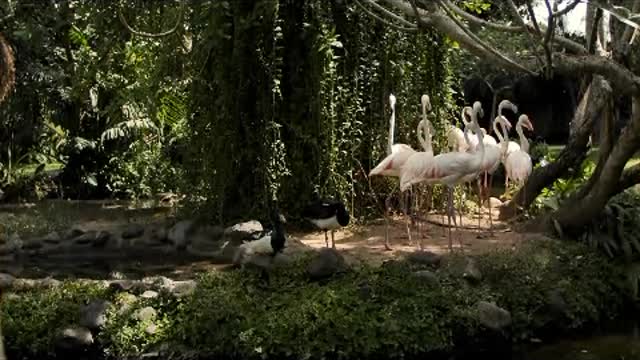 Group of flamingos on the shore of a lake