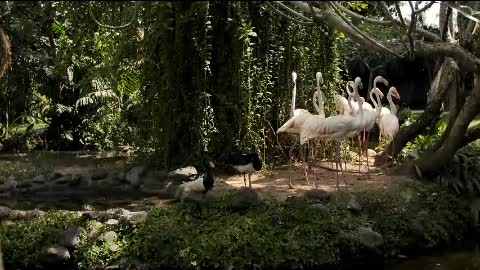 Group of flamingos on the shore of a lake