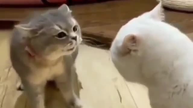 weird funny cats