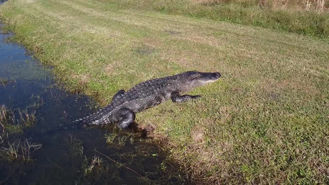 GATORCAM 15DEC20