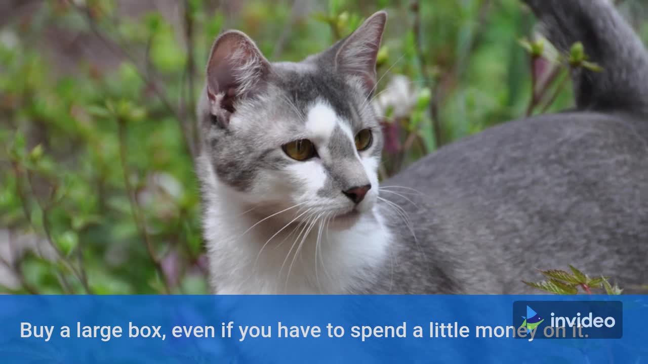 Take care your cat/pet