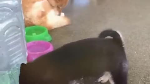 Funny animals