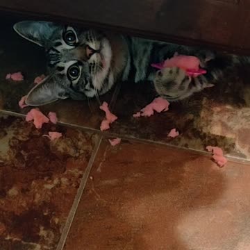 Kitten Destruction