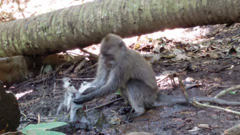 Monkey tries to stop the water in the hose.