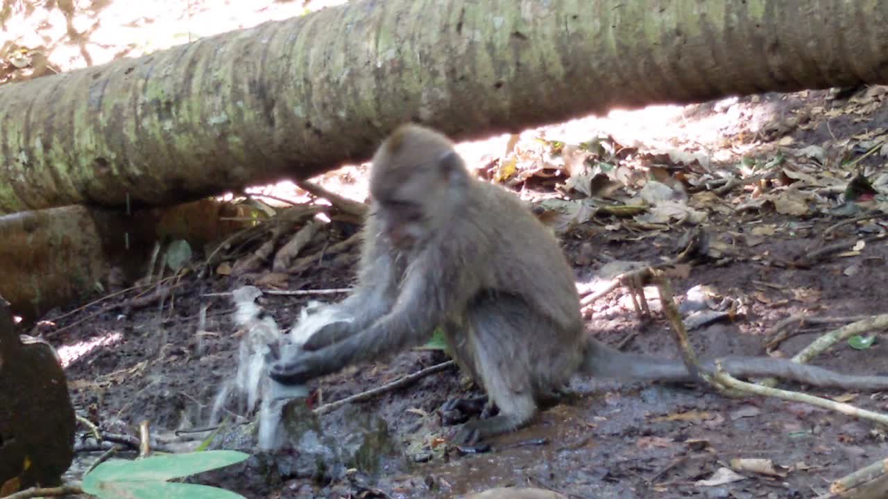 Monkey tries to stop the water in the hose.