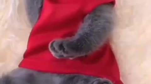Funny Cats - Best Moments