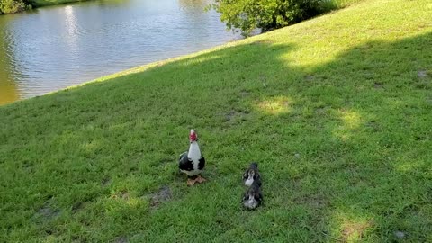 Big trees & early morning ducks