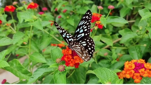 Beautiful butterfly announcing spring