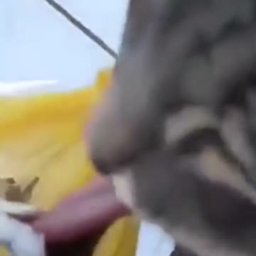 Cat tongue stuck on cold metal