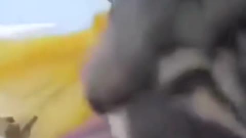Cat tongue stuck on cold metal
