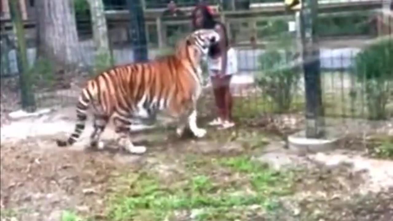 Woman climbs over fence to pet tiger at Cohanzick Zoo in New Jersey