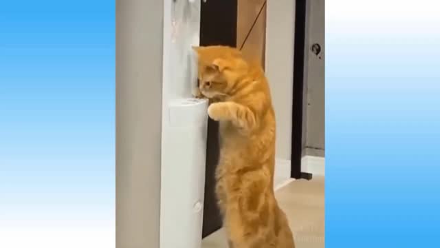 omg cat drinking water like people see now