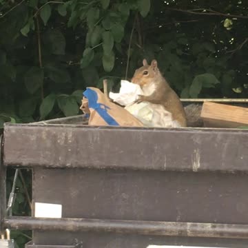 Introducing my "work squirrel"