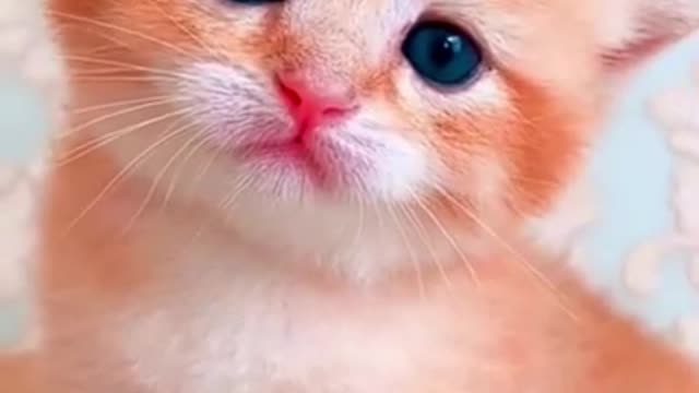 SUPER CUTE KITTEN😍WILL MELT YOUR HEART❤️❤️❤️😸