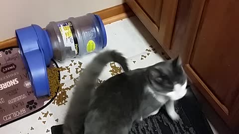 Cat playing with food in the middle of the night