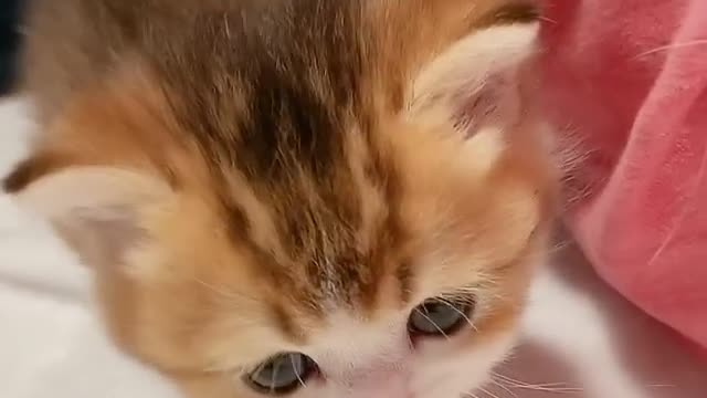Baby Cat: Cute and Funny Cat