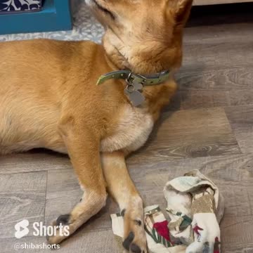 Dog has So Much Love for his Kitty Friend