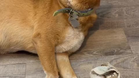 Dog has So Much Love for his Kitty Friend