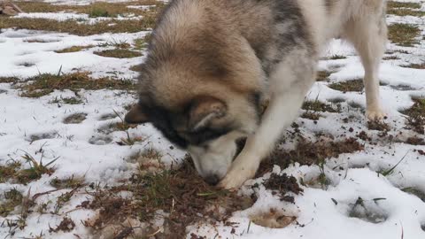 A Husky Dog Digging The Ground Soil