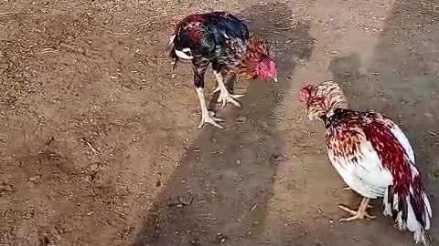 Chicken fight 🍙