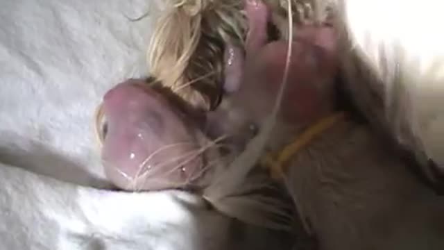 Amazing Dog Birth, Beautifully Filmed. Part 2 of 3