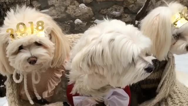 Music three white dogs in blanket in front of wine with 2018 hats on